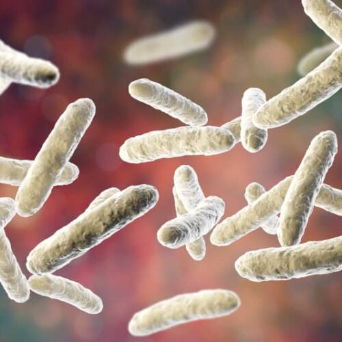 microbiota intestinal