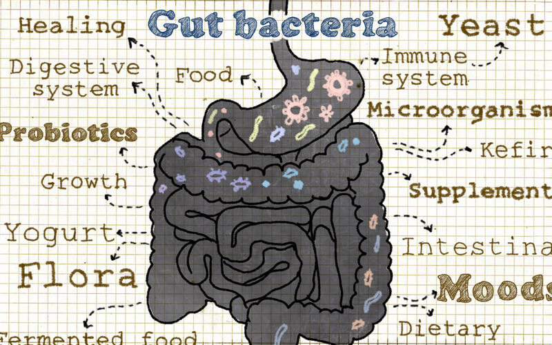 ¿qué son los probióticos?