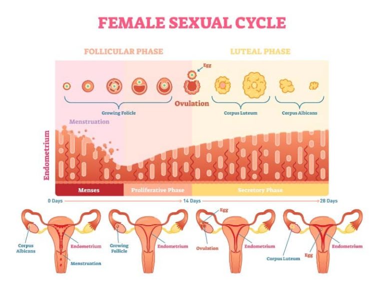 ¿qué Es El Ciclo Menstrual 3 Fases Corporis Sanumemk 3373